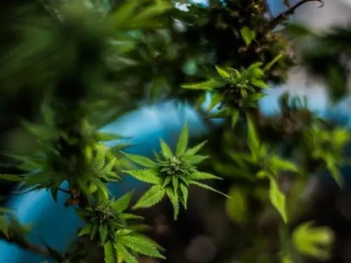 Al menos 20 mil mujeres presas por posición de marihuana quedarían libres