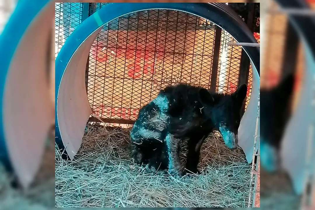 Osa Negra Zoologico La Pastora Monterrey