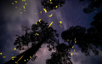 Vive una experiencia de luz y belleza natural en los centros de avistamiento de luciérnagas de Tlaxcala