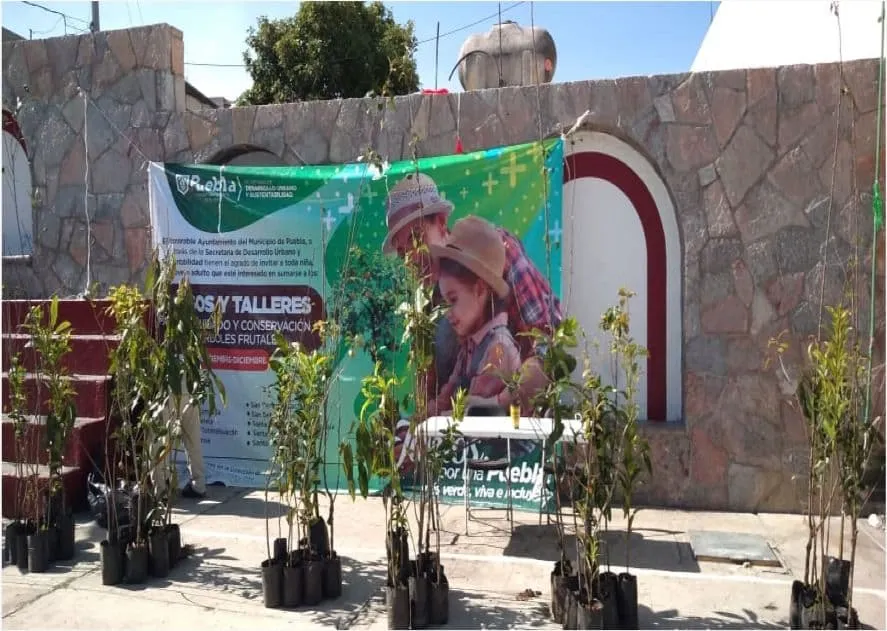 Ayuntamiento de Puebla alista entrega de más de 2 mil árboles frutales en 10 Juntas Auxiliares