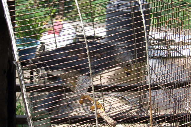Buscan combatir el comercio de animales exóticos en internet