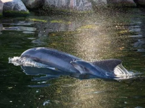 Nace un delfín en zoológico de Holanda