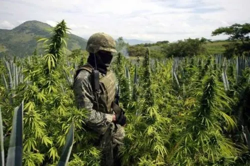 Golpes del Ejército al narcotráfico, a la baja