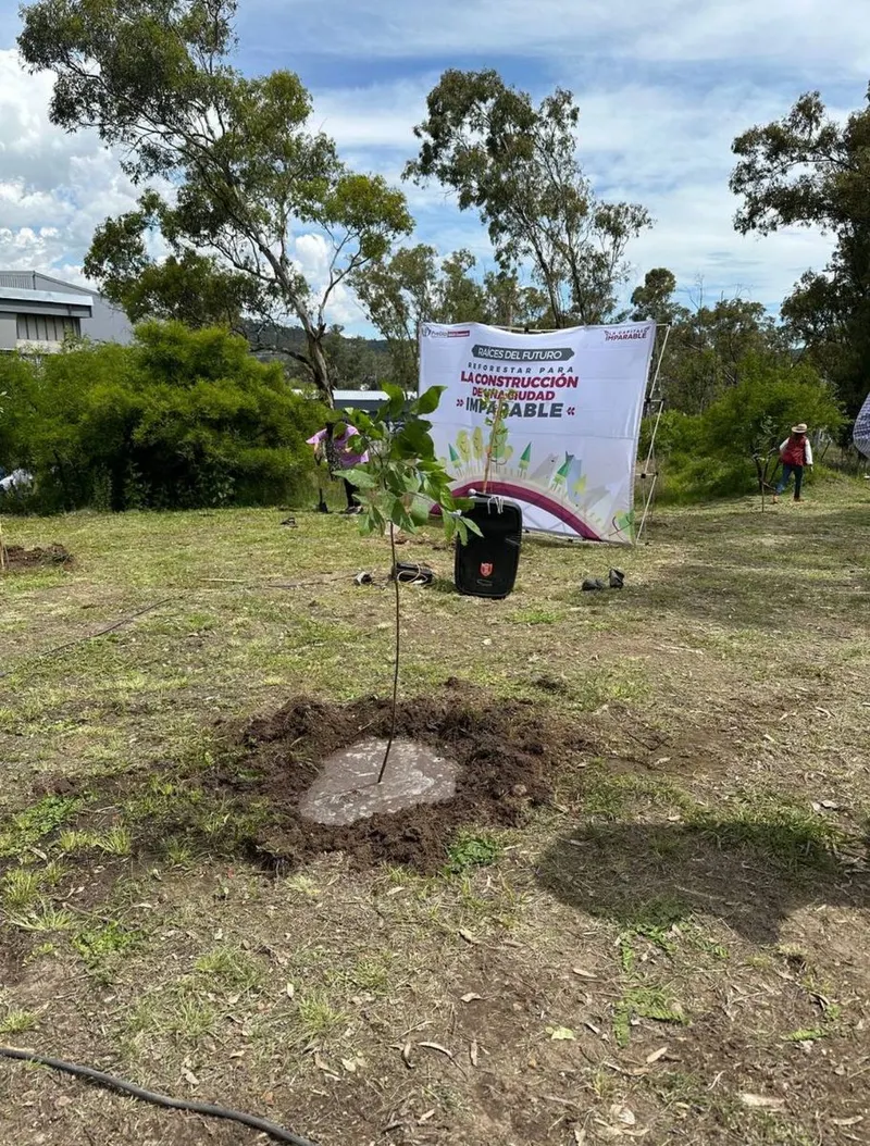 ayto-pue-plantacion-arboles-reforestacion