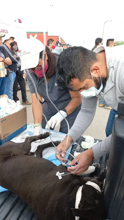 Rescatan por quemaduras a más de 90 animales en Xochimehuacan
