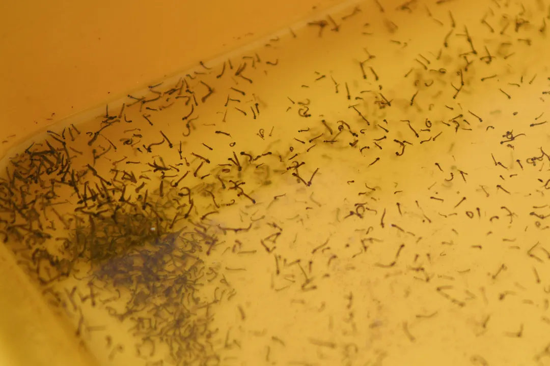 Larvas Dengue