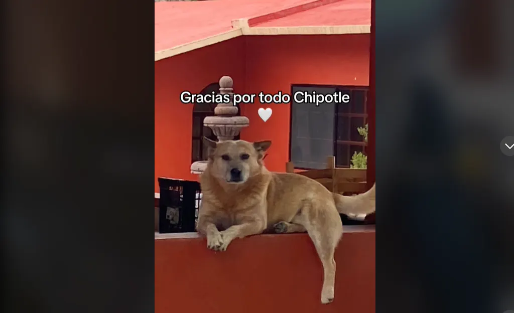 Perrito de TikTok