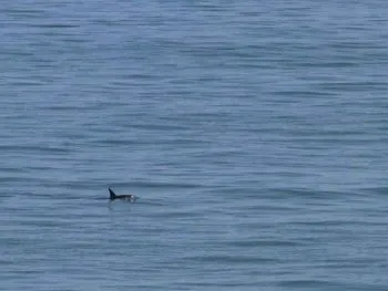 Se reportan nuevos avistamientos de Vaquita Marina