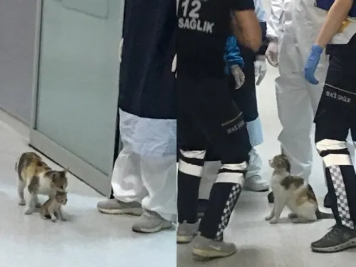 Gatita lleva a su cría al hospital y espera por atención