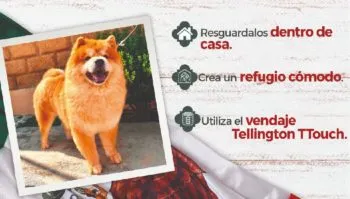 Habrá multas de hasta 7 mil pesos por uso de pirotecnia en Puebla durante Fiestas Patrias