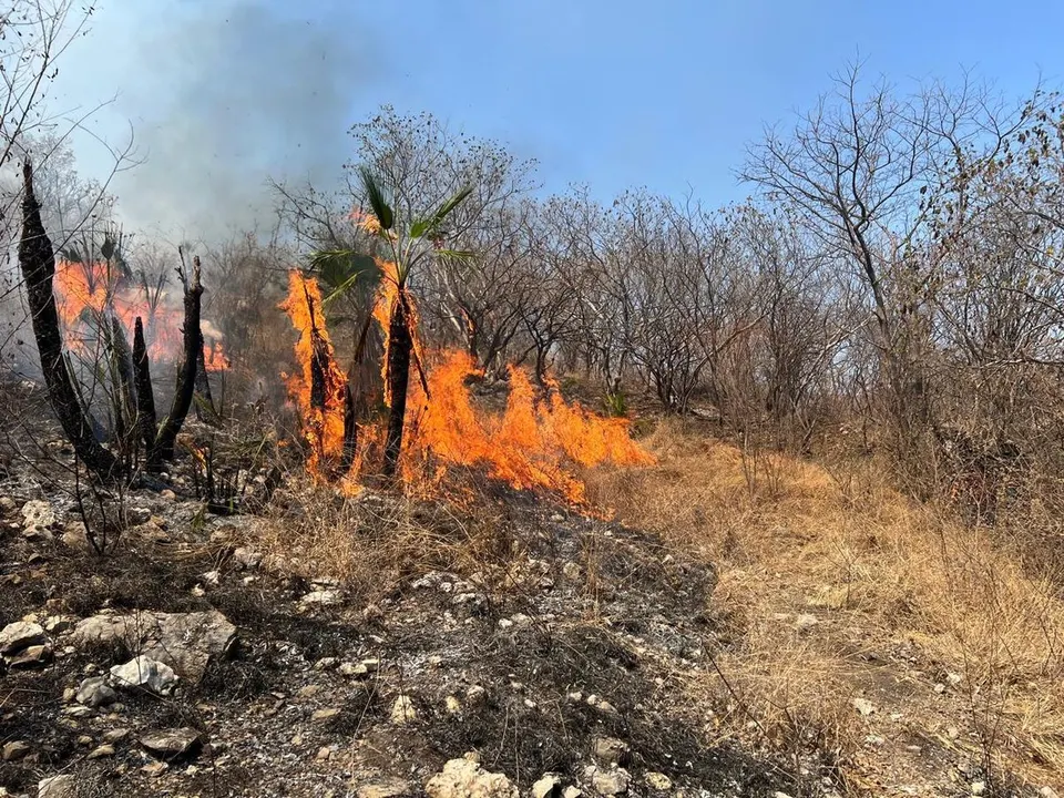 Gob Pue Incendio Forestal Jolalpan