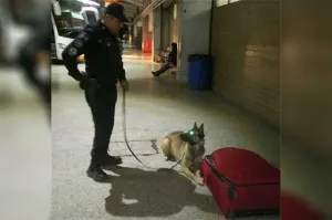 Perros detectan a usuario de la CAPU con maleta llena de marihuana