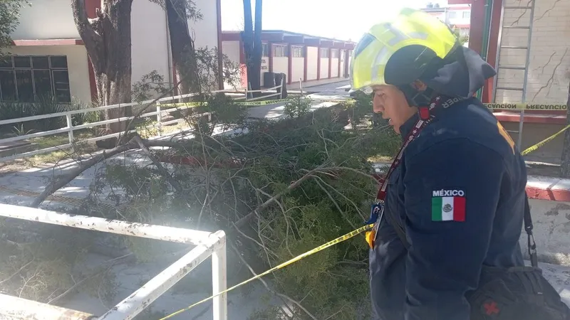 ayto-pue-atencion-arboles-caidos-por-viento