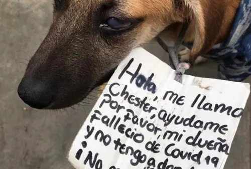 Su dueña muere por Covid y perrito Chester busca hogar