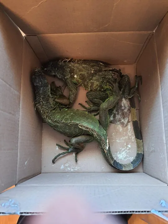 Elementos de la GN rescataron en Tlahuapan especies en peligro de extinción