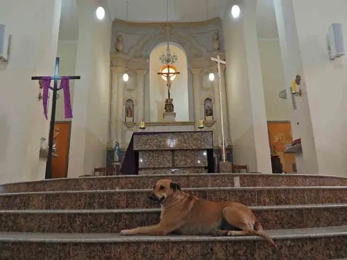 Cura lleva perritos callejeros a misa para buscarles un hogar
