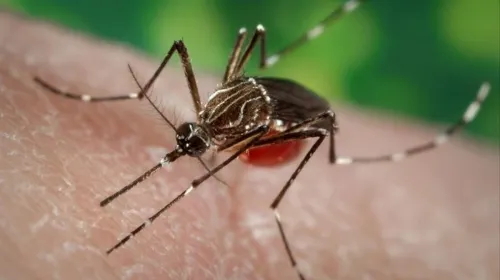 Denuncian falta de acciones en contra del dengue