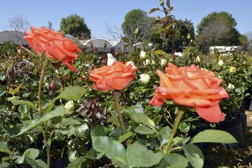 Incrementa 13.8% la producción de rosas en Puebla; garantizan abastos para este 14 de febrero