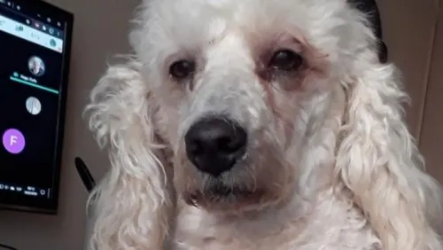 Perro desvelado por acompañar a su dueña a terminar la tarea se hace viral