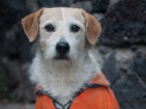 Perros pueden detectar con precisión el cáncer en la sangre: estudio