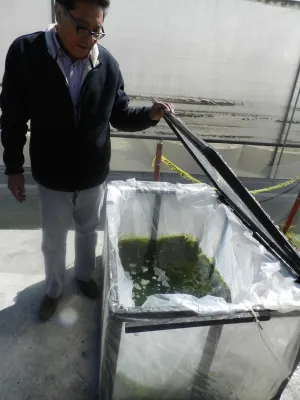 Alga espirulina contra la desnutrición infantil en Puebla