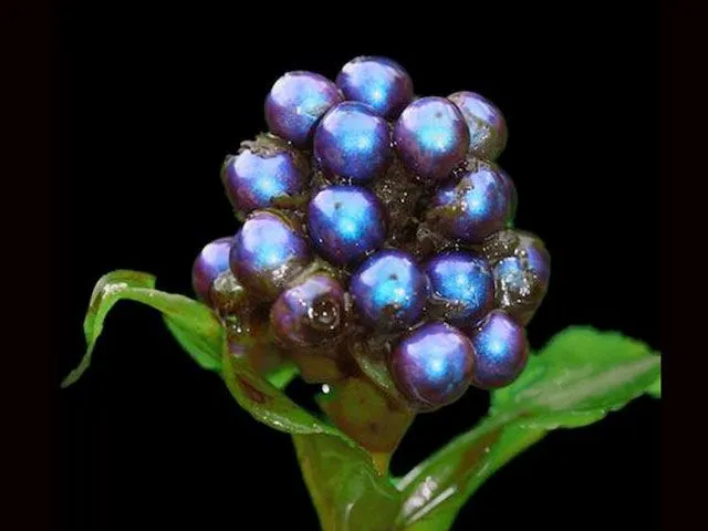 Un fruto africano produce el color más intenso de la naturaleza