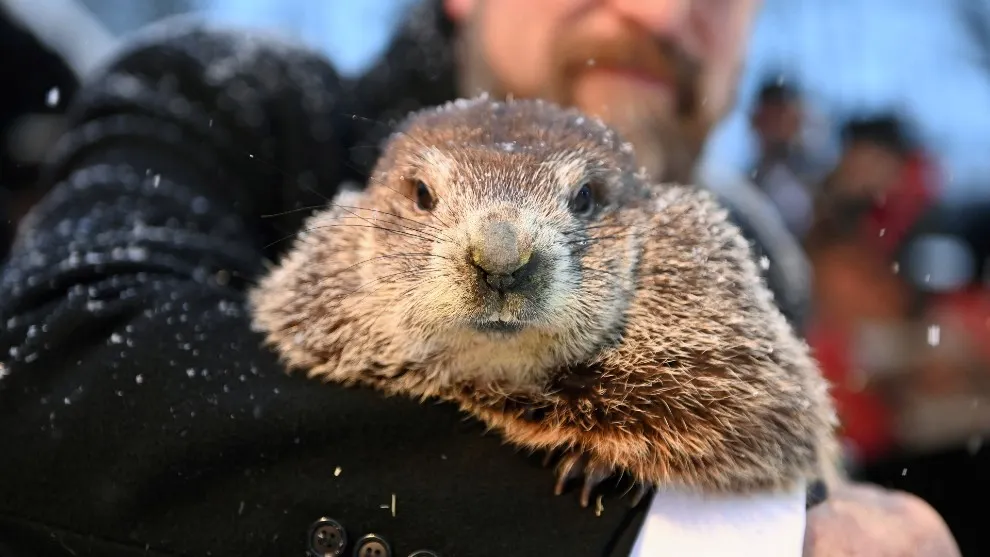 ¿Qué es el día de la marmota y por qué Estados Unidos y Canadá lo celebran?