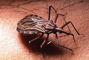 México vs el mal Chagas, un millón de personas lo padece