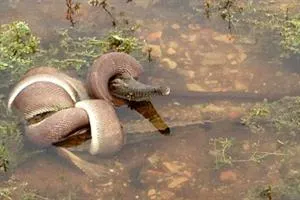 Pitón se traga completo a un cocodrilo en Australia