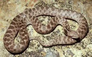 Hallan en México serpiente perdida por 78 años