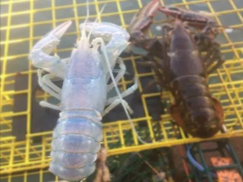 Atrapa una “rara langosta transparente” y después la vuelve al mar