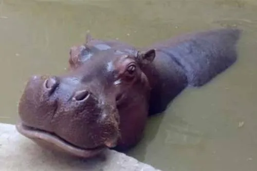 Murió Bianca, la hipopótama del Zoológico de Aragón