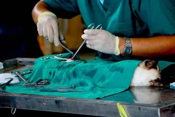 Reporta Ayuntamiento de Puebla 8 mil 632 acciones en Jornadas de Bienestar Animal durante febrero