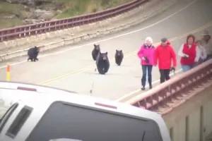Oso negro pega el susto de su vida a turistas en Yellowstone