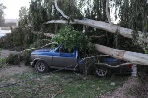 Identifican en la capital a 40 árboles con riesgo de caída