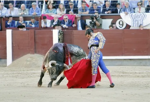 Prohibición de corridas de toros y peleas de gallos a consulta