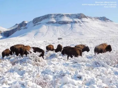 Bisontes pastan nuevamente en Coahuila tras 100 años