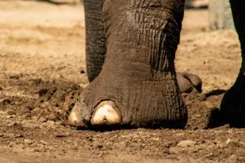 Kenia investiga la muerte de 18 elefantes ante posible envenenamiento