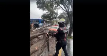 Atiende Protección Civil caída de árbol frente a Ciudad Universitaria