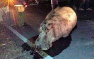 Quitan piel y cabeza a hipo atropellado para disecarlo