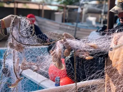 Urge Morena proteger vaquita marina ante amago de pescadores