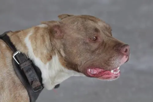 Rescatan a ocho perros Pitbull por ser usados para peleas clandestinas: Vergara López