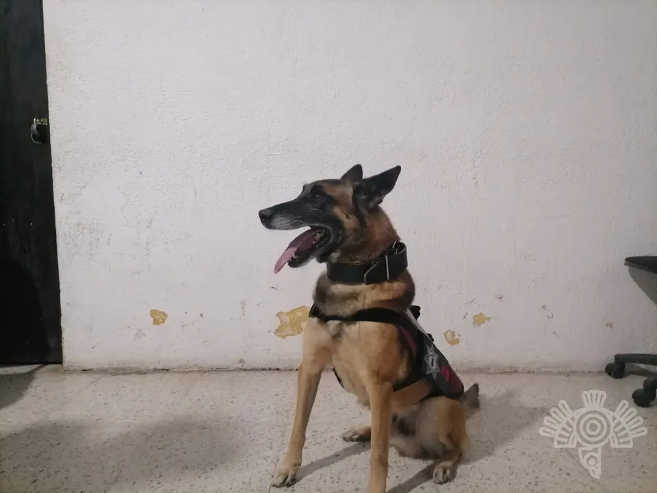 Oficiales caninos
