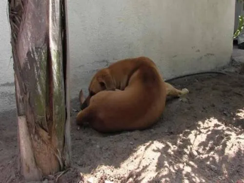 Envenenan a perros para robar casas en Aguascalientes