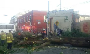 Cae árbol en pleno centro; sin lesionados pese a lo aparatoso