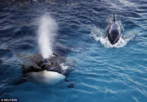 Conoce a la orca que dice varias palabras en ingles