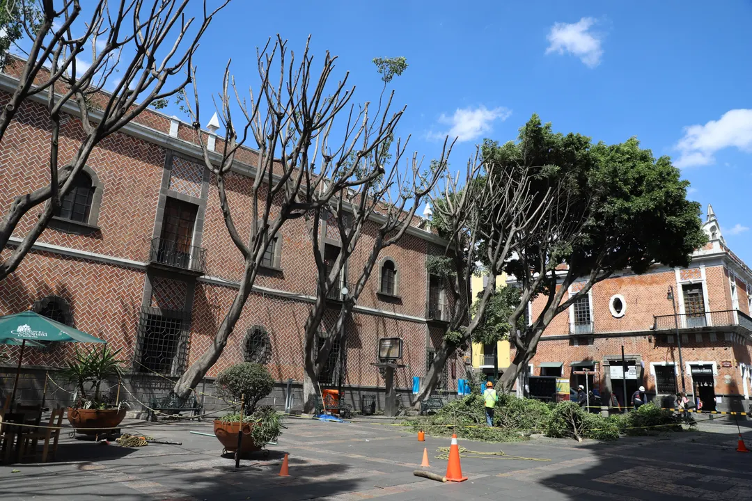 Poda de árboles Plaza de la Democracia
