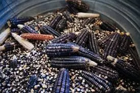 Sagarpa y productores buscan incrementar cultivo de maíz
