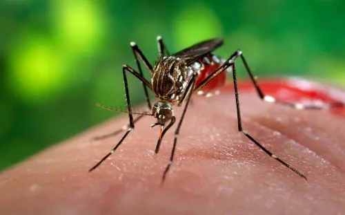 Puebla, quinto lugar nacional en casos de dengue, ha cobrado tres muertes: SSF