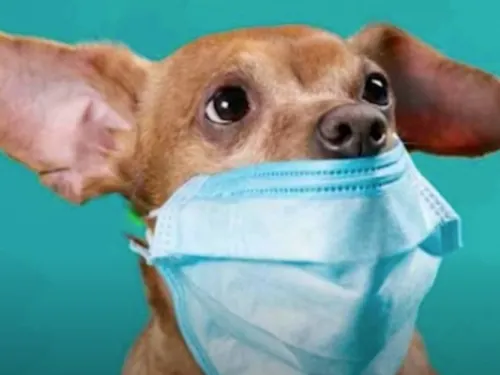 Piden no ponerle cubreboca a las mascotas ¡les estorba!